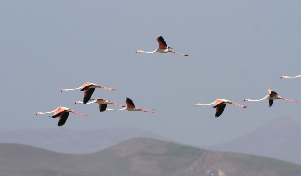 Flamingolar Erçek Gölü\'nde