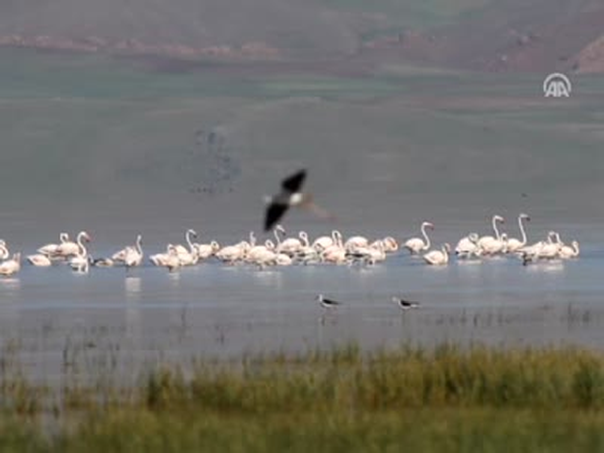 Flamingoların Görsel Şöleni