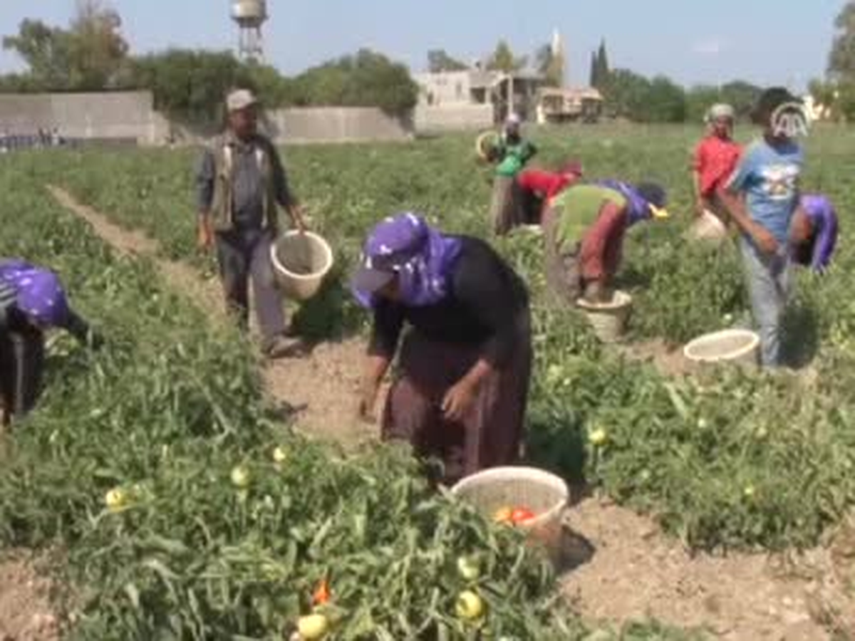 Güneş Altında Ekmek Mücadelesi