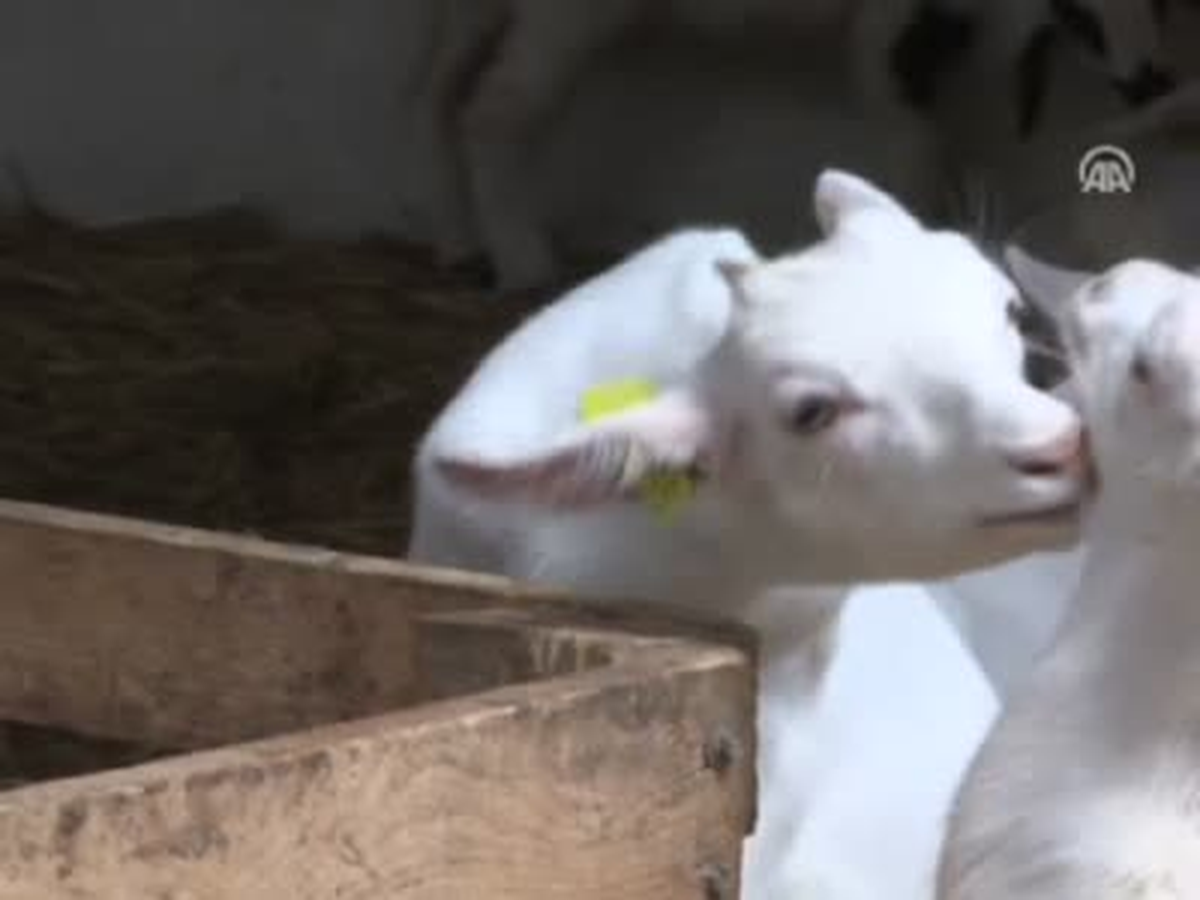 Keçi Sütü,talebi Karşılayamıyor