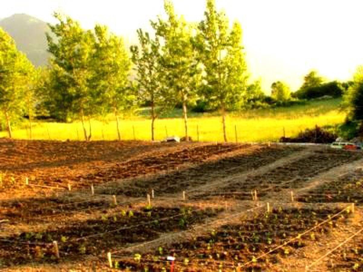 Kürtün, Tıbbi ve Aromatik Bitki Yetiştiriciliği İçin Kolları Sıvadı
