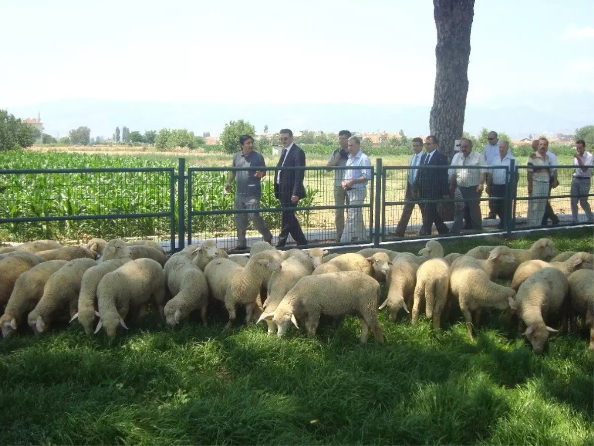 Ödemiş\'teki Organik Kuzu Tanıtımında Organik Dondurma İkram Edildi