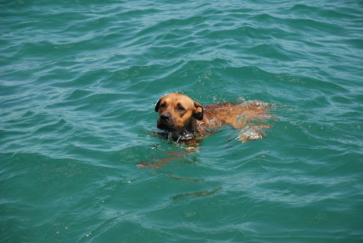 Sıcaktan Bunalan Köpek Denizde Serinliyor