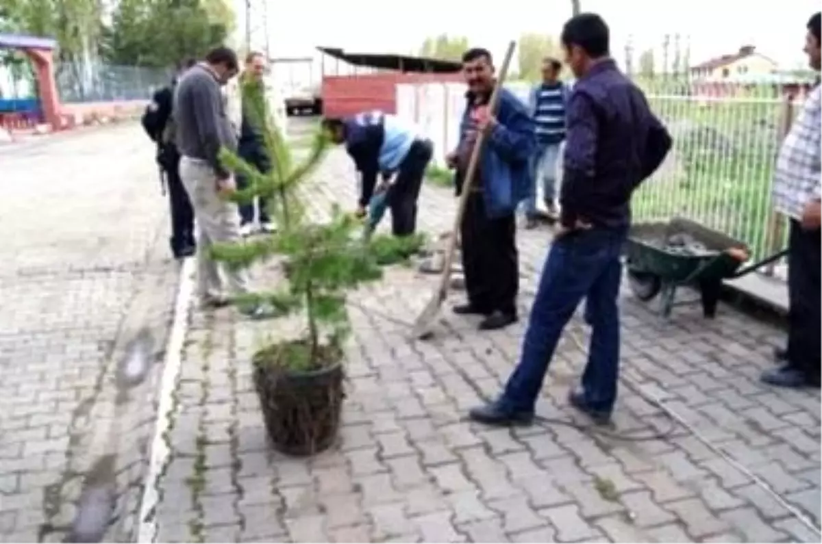 Arpaçay'da Cadde ve Refüjlere Çam Ağacı Ekimi Yapıldı