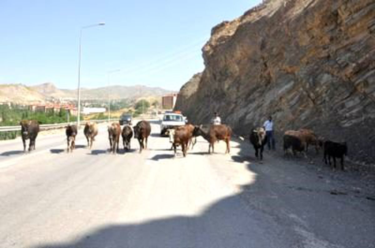 Başıboş Hayvanlar Şehir Dışına Çıkartıldı