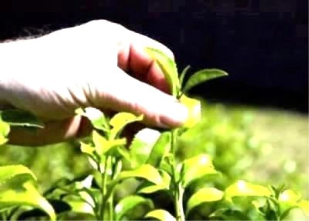 Çay Bahçelerinin 25 Yıl Ömrü Kaldı