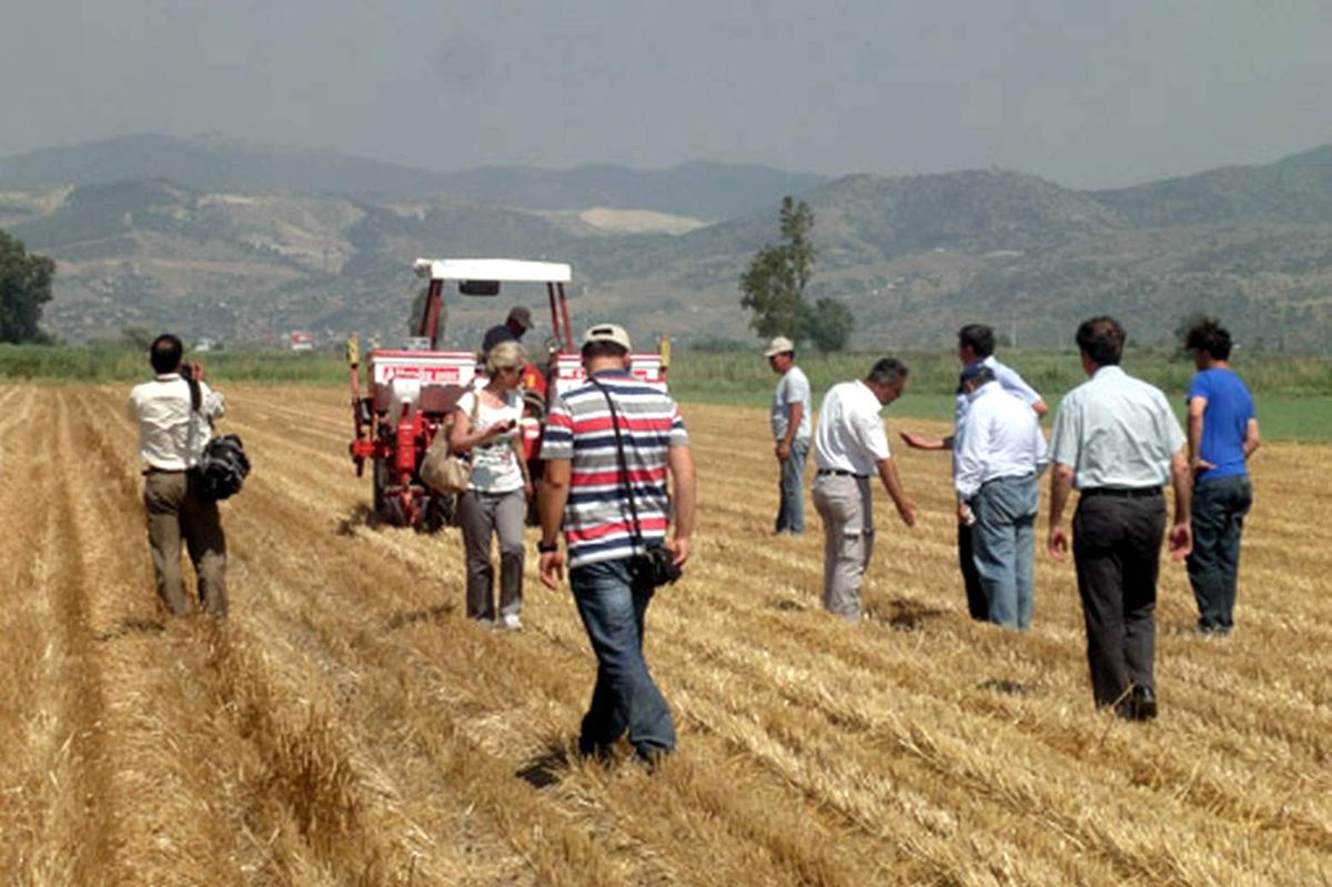 Aydın\'da Buğday Anızına Doğrudan Pamuk Ekildi