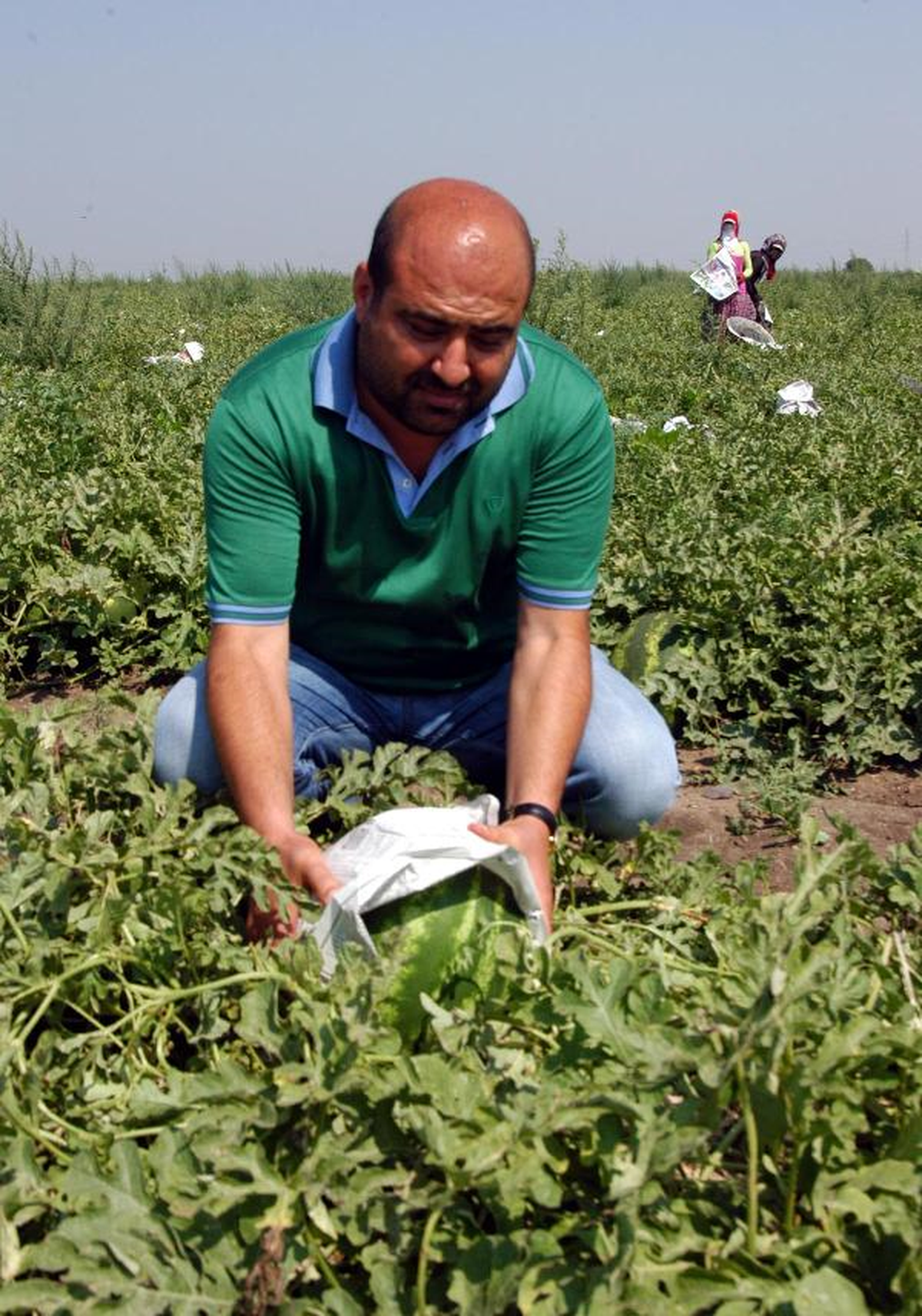 Çukurova Karpuzuna Gazete Kağıdı ile Koruma