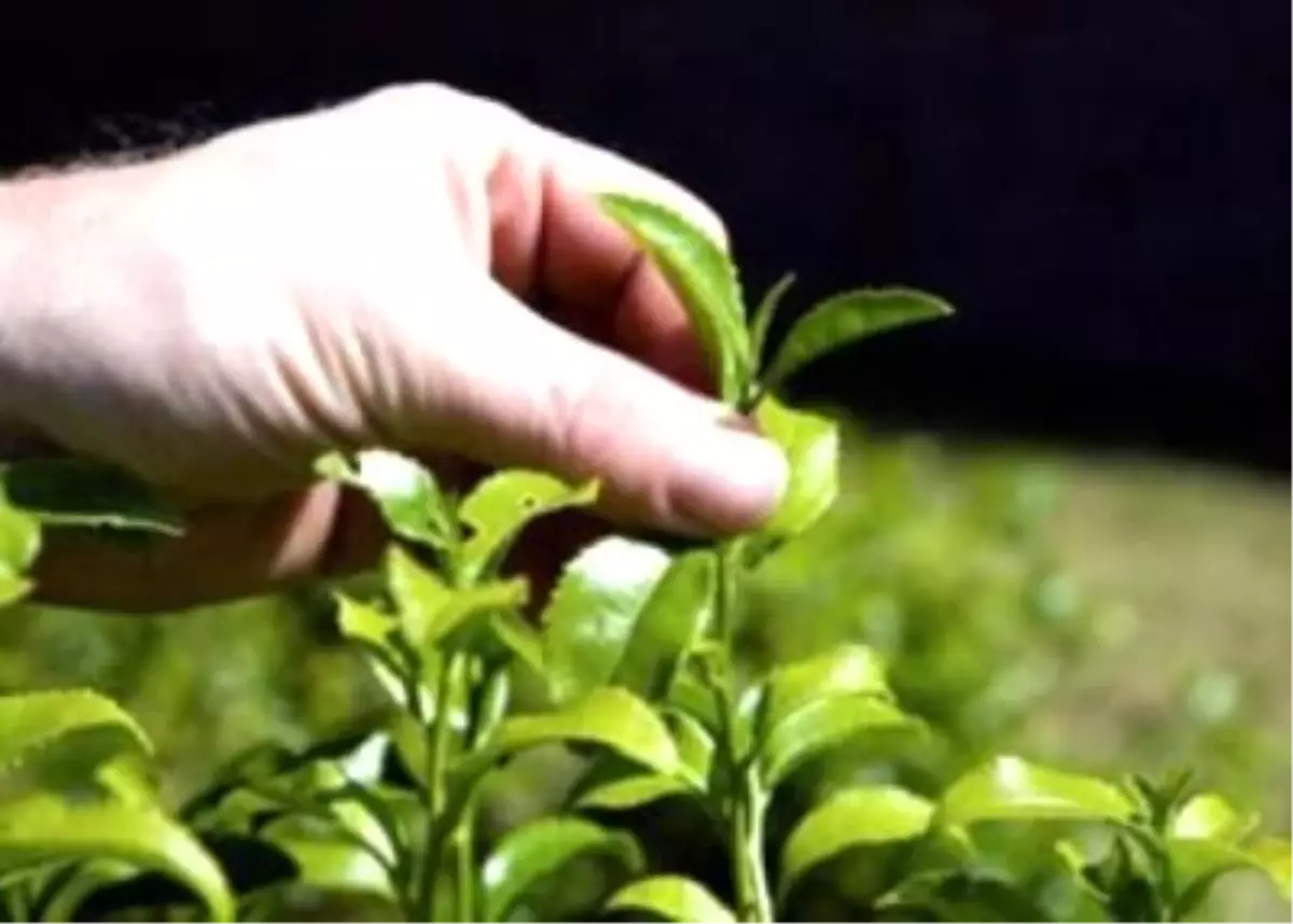 Toprak Analizi, Gübre ve Mazot Destekleme Ödemeleri Belirlendi