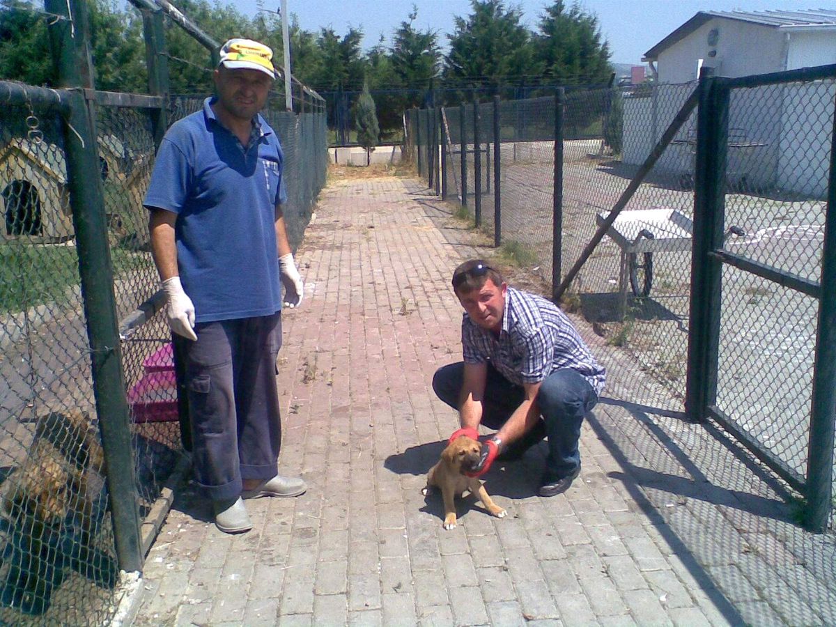 Yavru Köpeğe Zabıta Şevkati