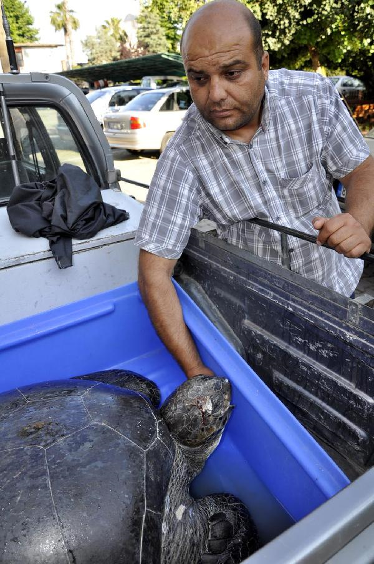 5 Deniz Kaplumbağası Saldırıya Uğradı