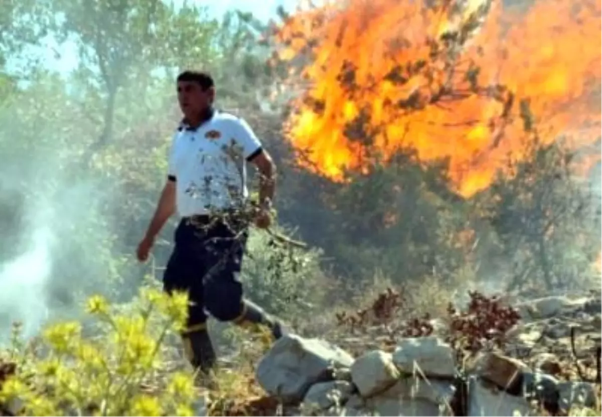 Ayvalık\'ta Doğa Katliamı