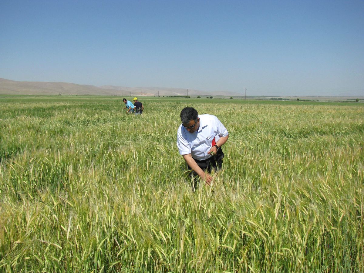 Ereğli\'de Süne ve Kımıl Mücadelesi Sürüyor