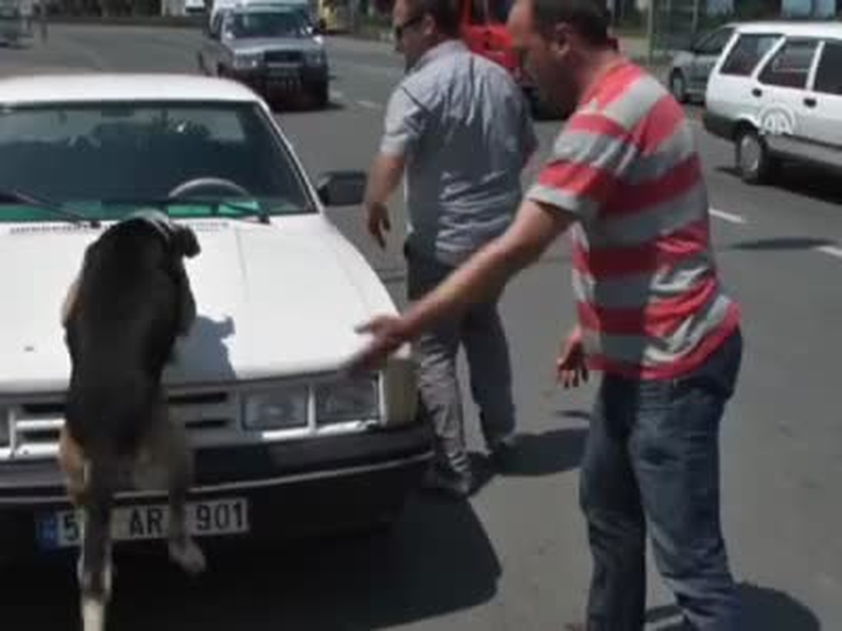 Köpek Araca Binmeyince