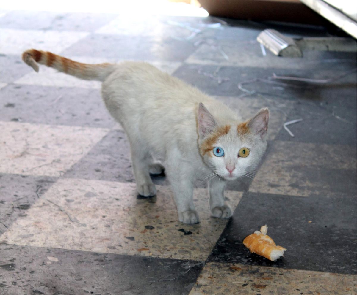 Renkli Gözlü Kedi İlgi Odağı Oldu