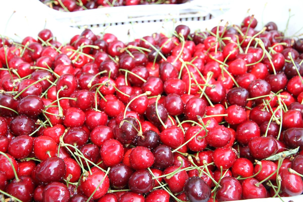 Vali Harput\'tan Çiftçilere Hormon Uyarısı