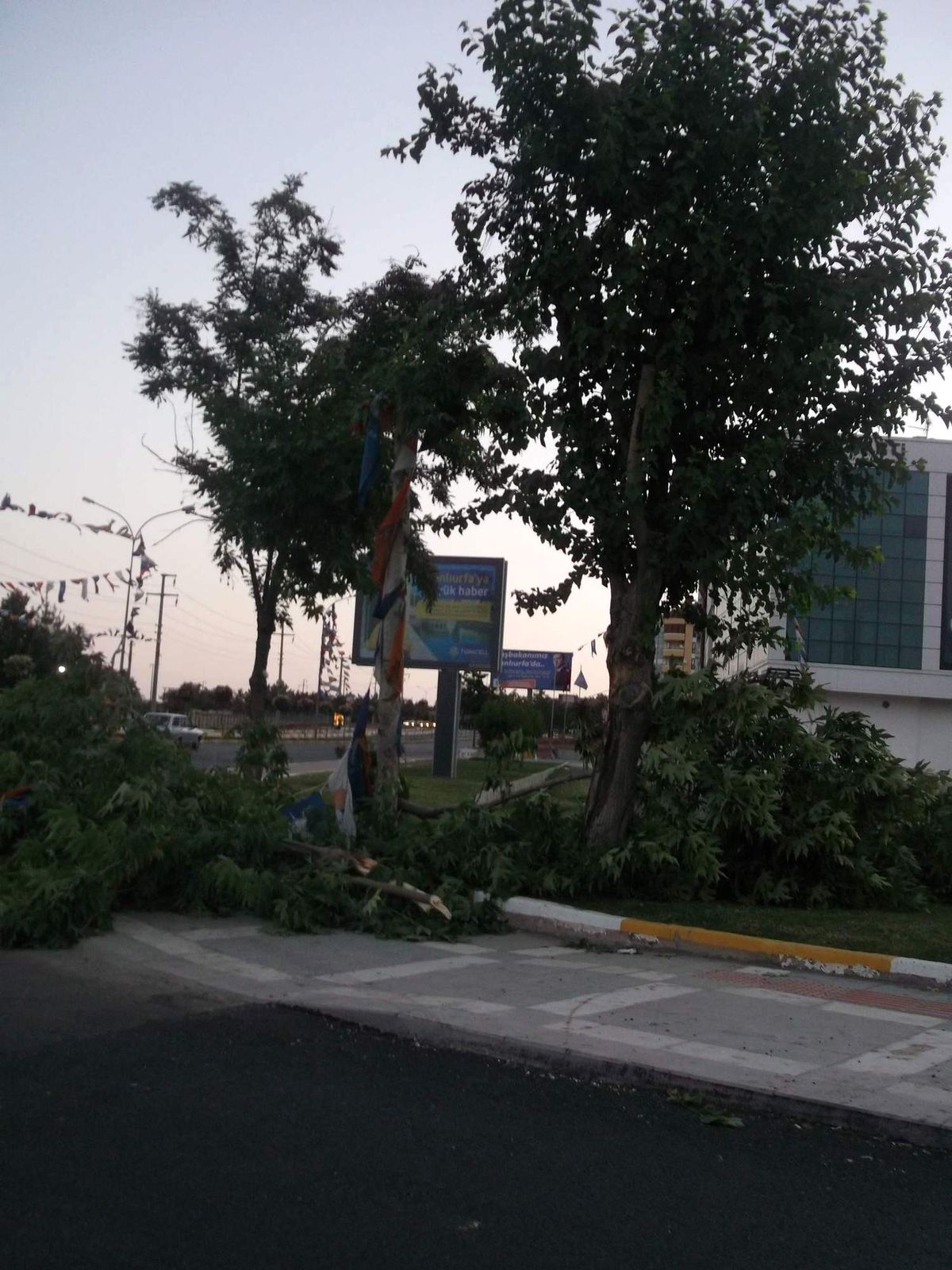Ağaçlar Rüzgara Dayanamadı