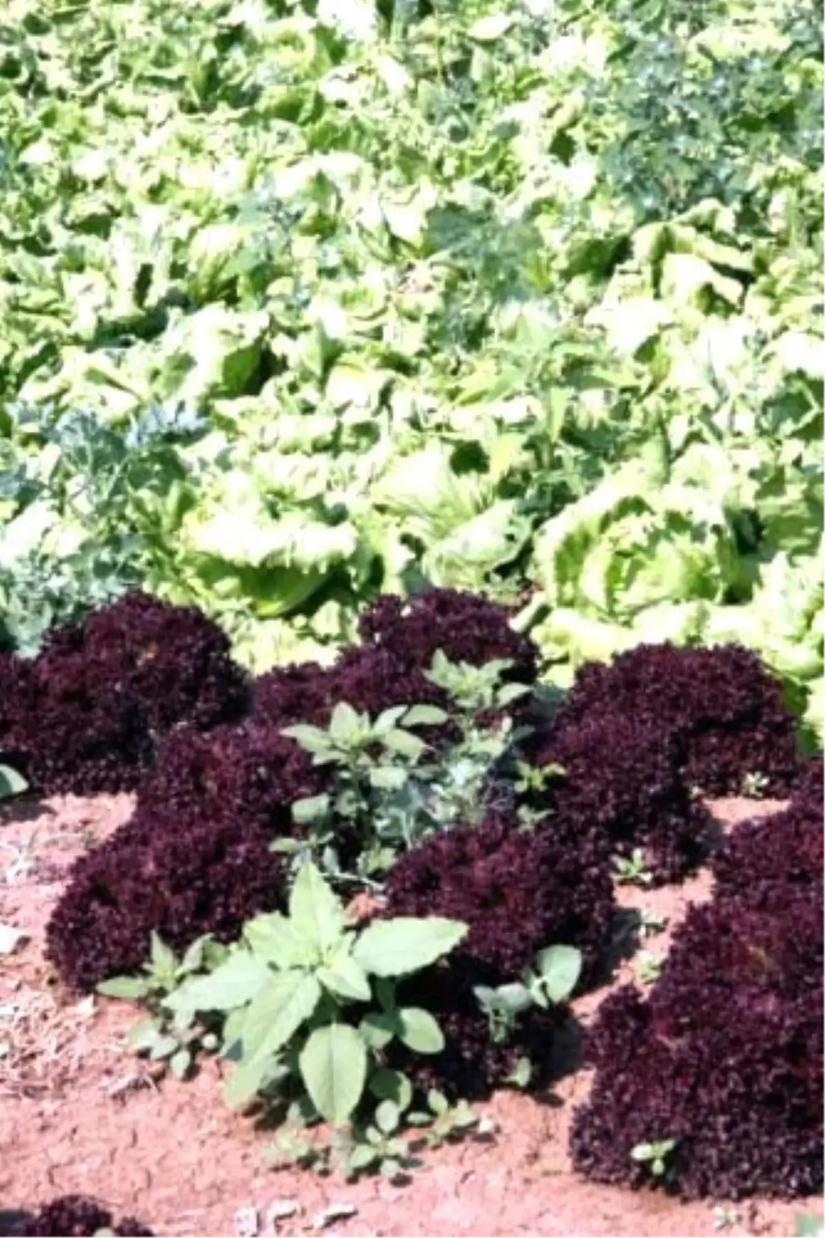 Akdeniz, Ege Bölgesi ve İstanbul\'un Yeşilliği Eskişehir\'den Gidiyor