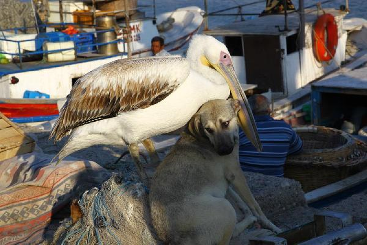 Köpekle Pelikanın Şaşırtan Dostluğu