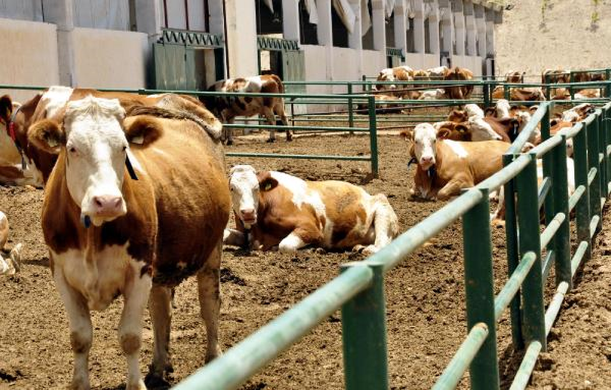 5 Bin Kilometreden Gebe Düveler Van\'a Ulaştı
