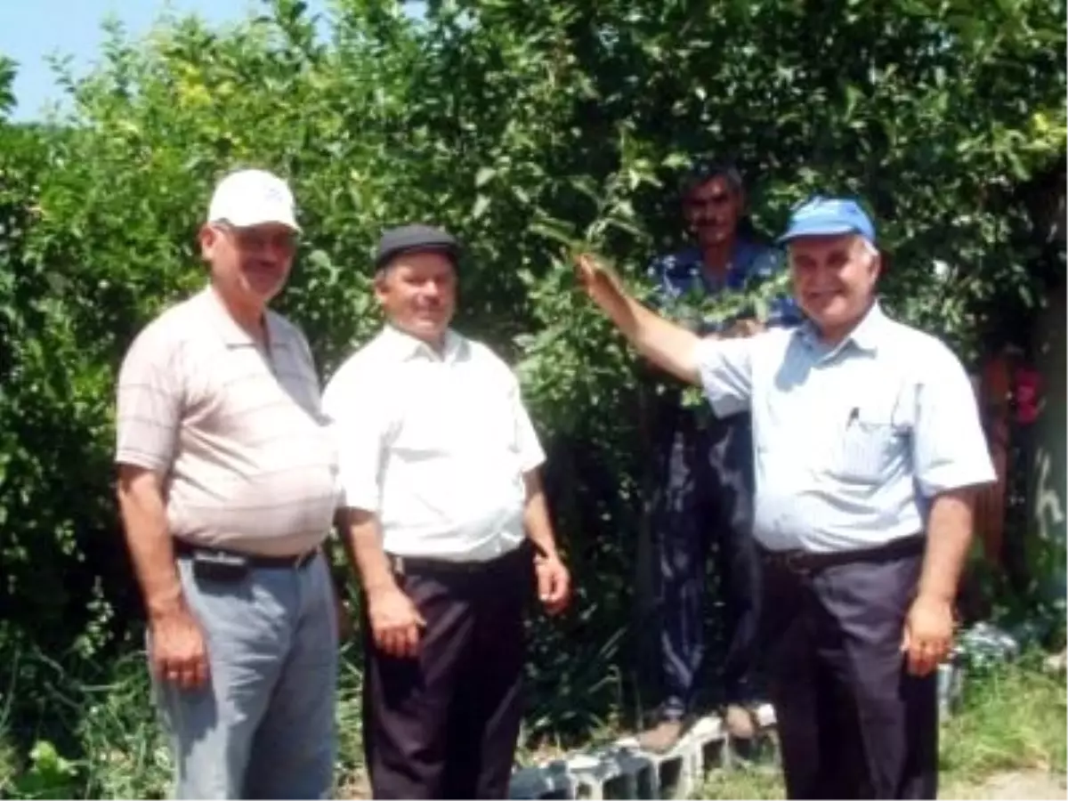 Bigadiç\'te Elektrik Teknisyeninden Meyve Aşısı