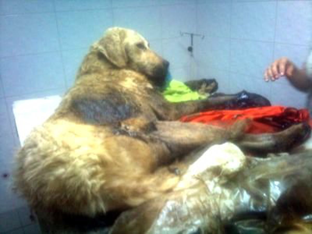 Eskişehir Akut Ekibi Ziftte Batmış Köpeği Kurtardı