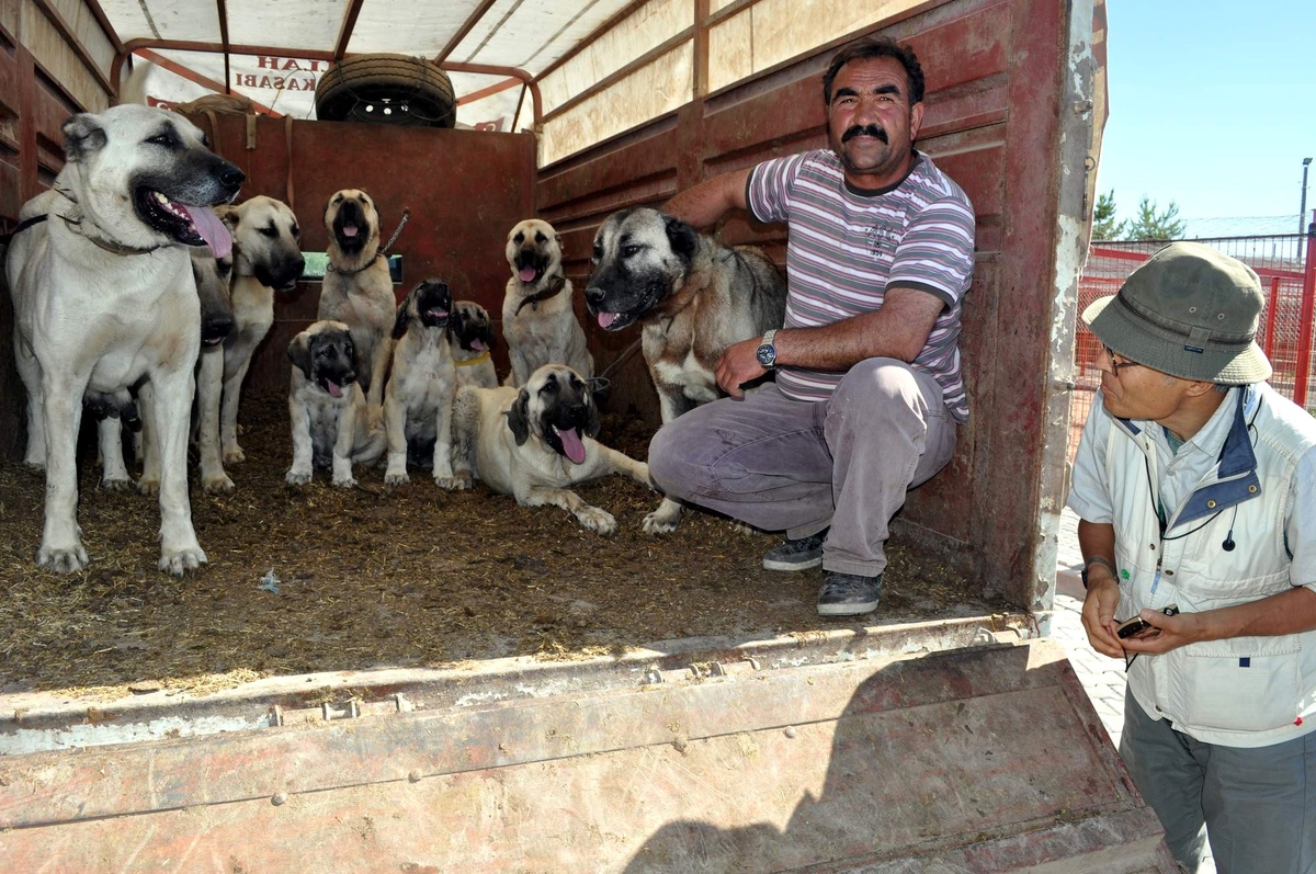 Japonların Kangal Köpeği Merakı