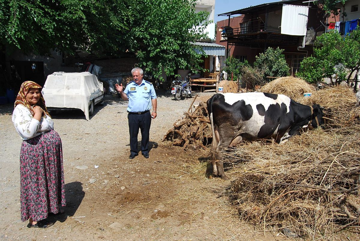 Kozan\'da Şehir İçinde Hayvan Besiciliği Yasaklandı