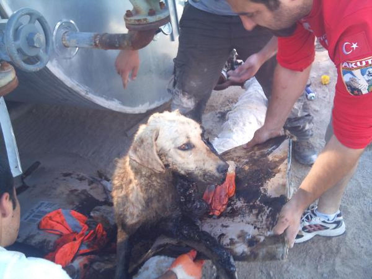 Şantiyede Uyurken Zifte Yapışıp Kalan Köpeği Akut Ekipleri Kurtardı