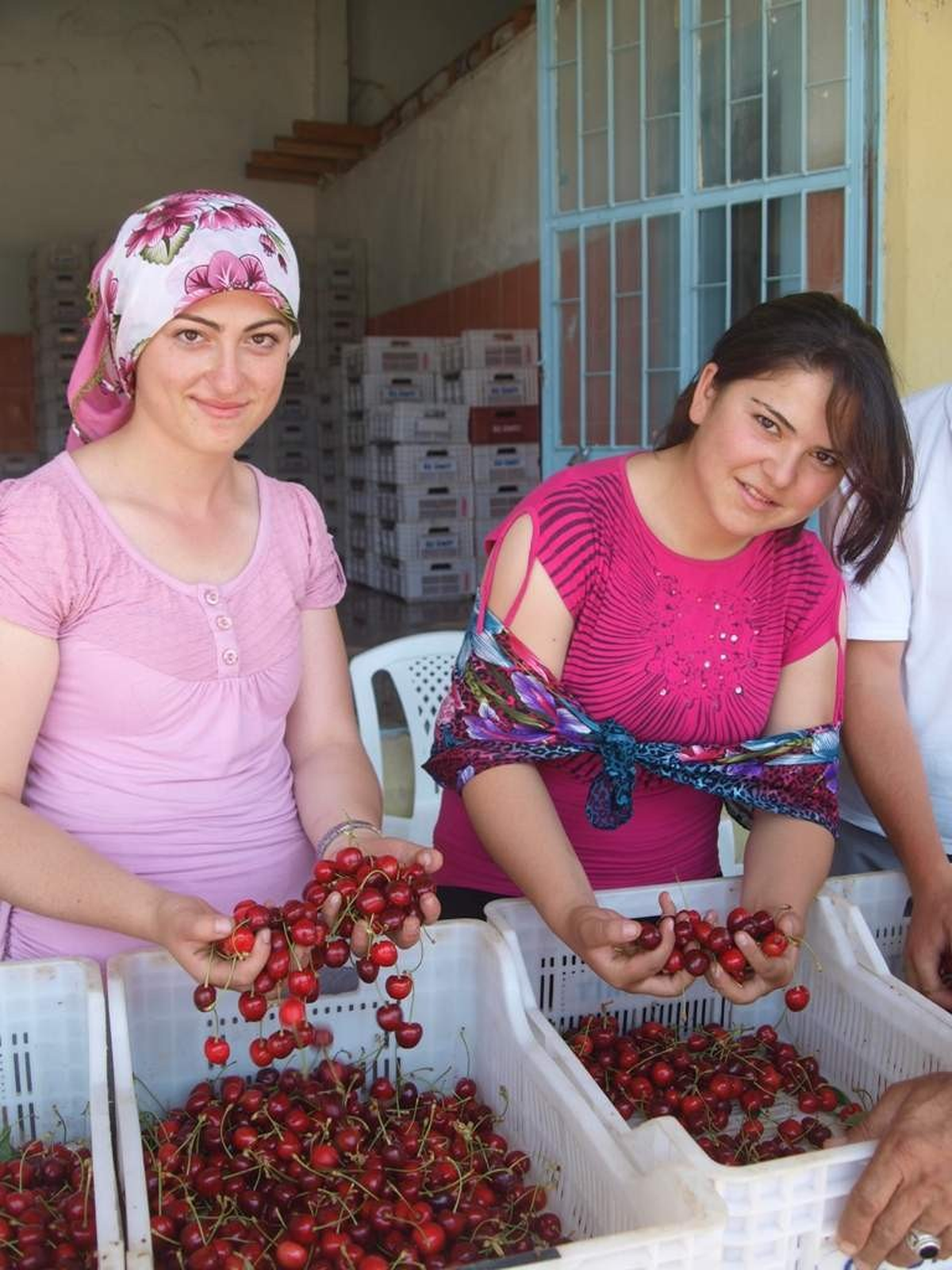Selendi\'den Avrupa\'ya Kiraz İhracatı Devam Ediyor