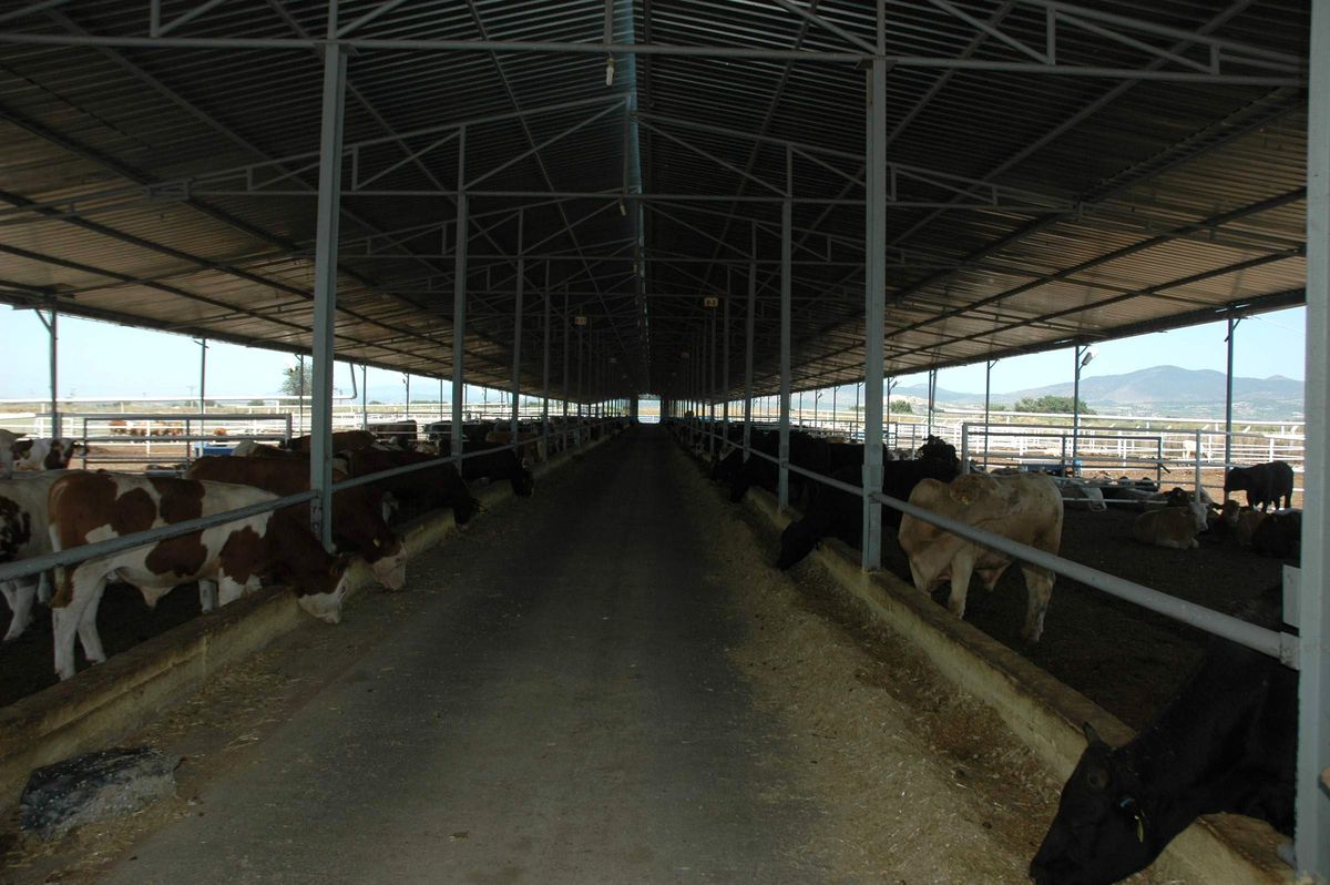 Tarım İl Müdürü Çelik\'ten Tff İcra Kurulu Üyesi Koşar\'a Ziyaret