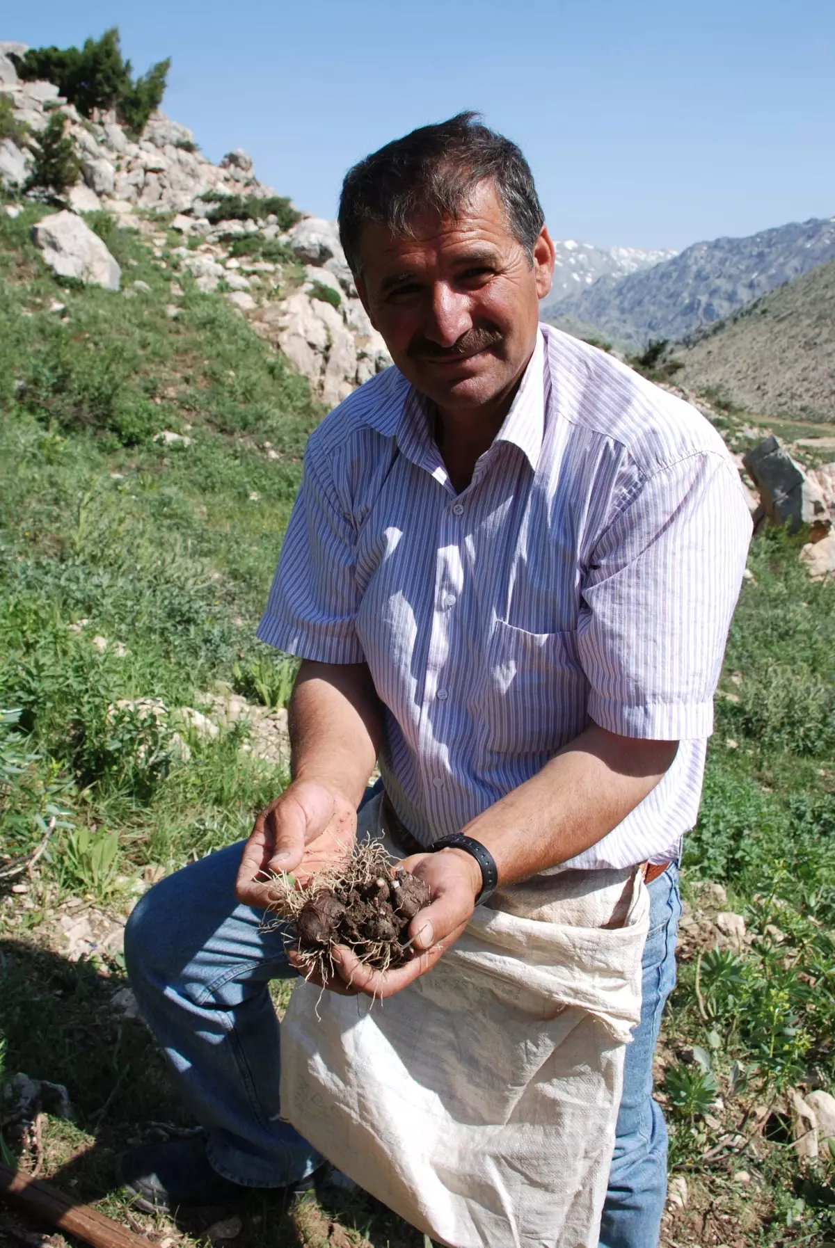 Kardelen Soğanları Sökülüyor