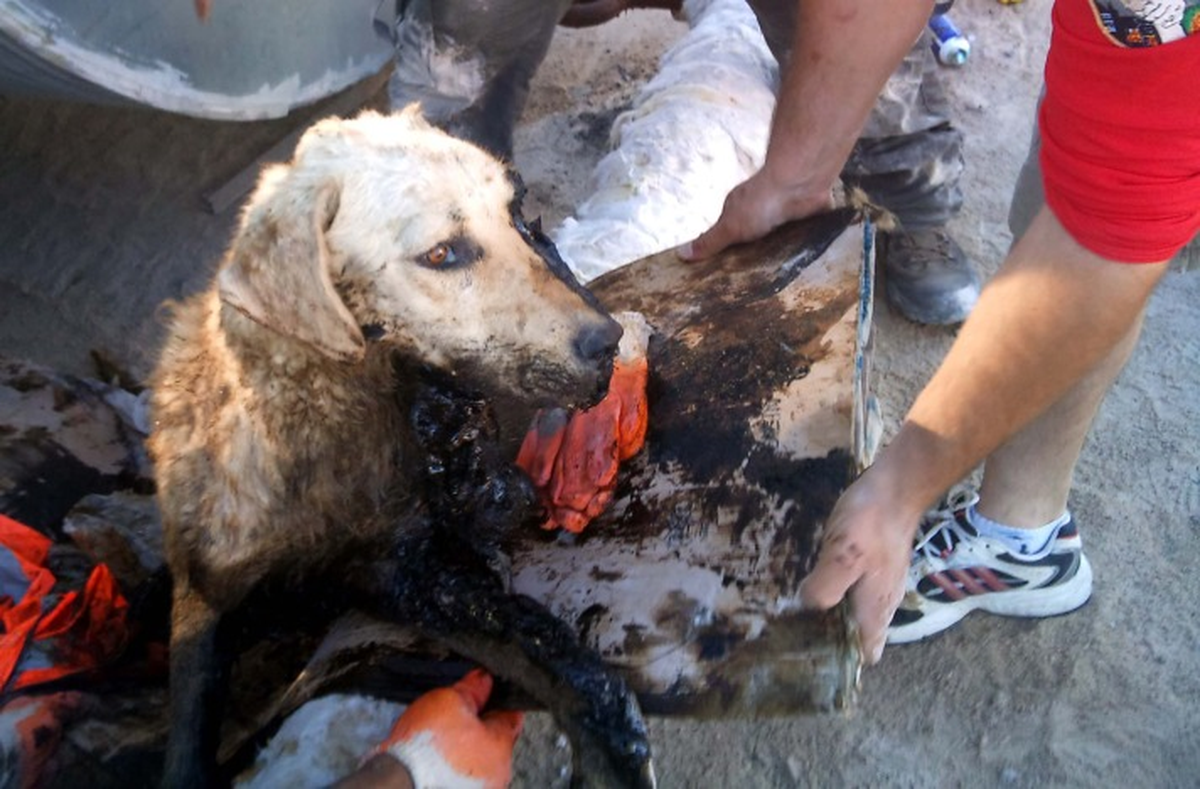 Zifte Yapışan Köpeği, AKUT Kurtardı