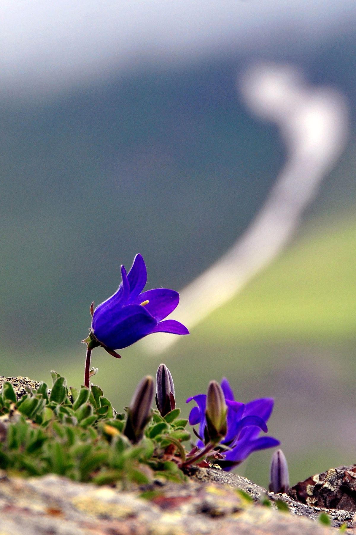 105 Yaylanın Merkezindeki Yayla: Taşköprü