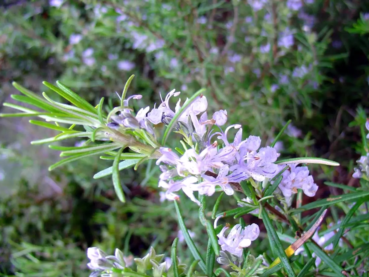 Biberiye Çayı Zayıflatıyor