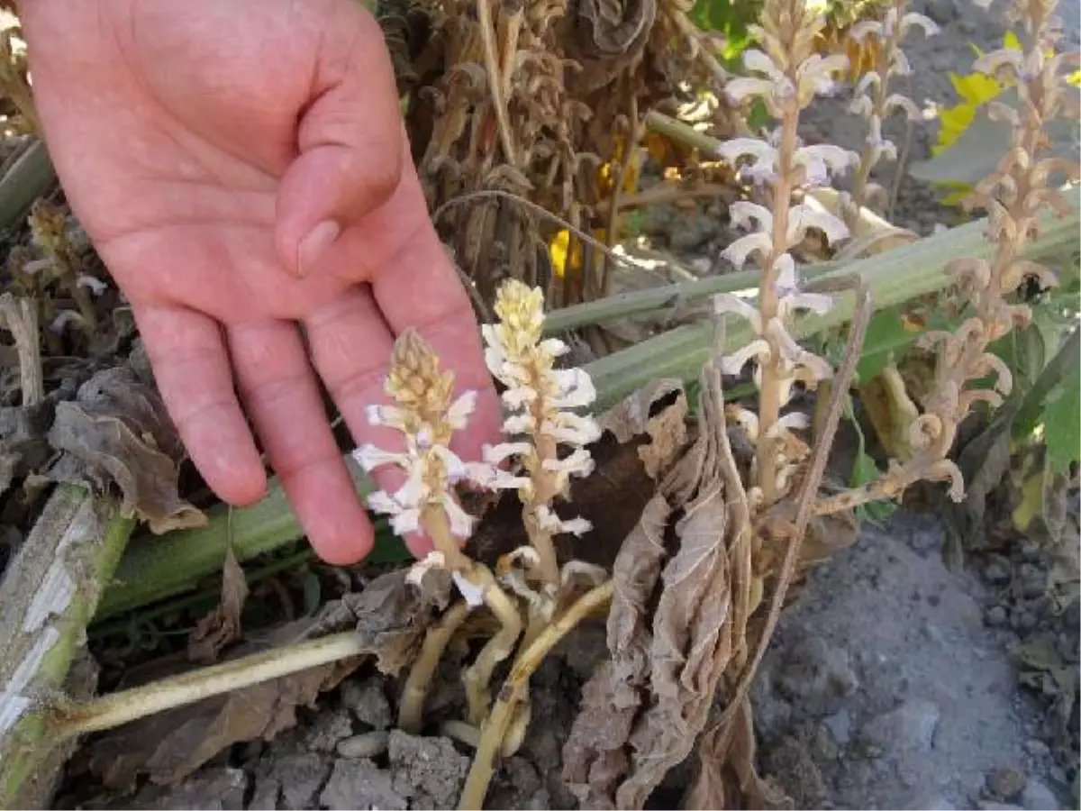Canavar Otu Ayçiçeğini Tehdit Ediyor