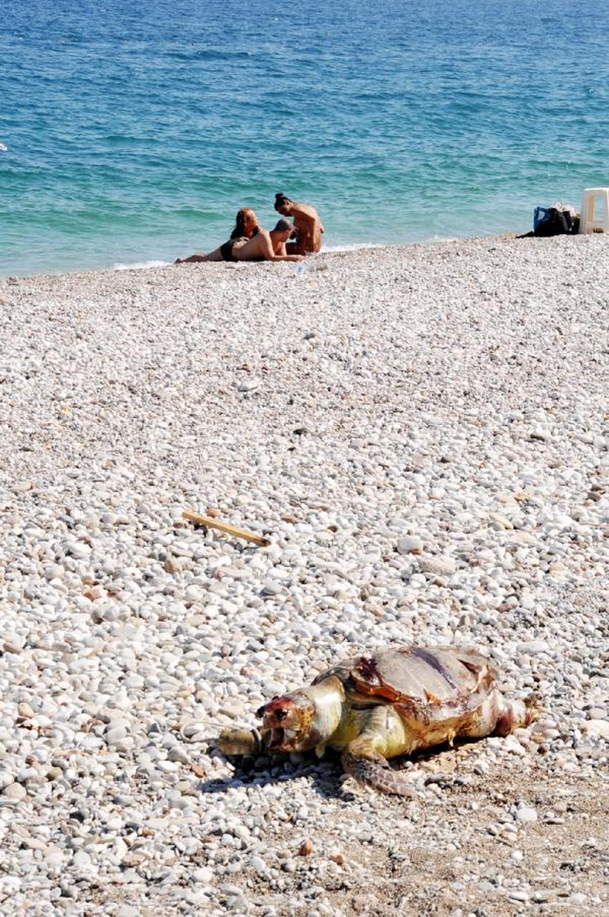 Caretta Caretta Ölüsü Sahile Vurdu