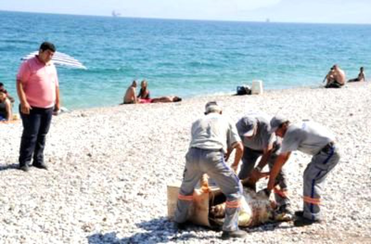 Ölü Caretta Caretta Kıyıya Vurdu