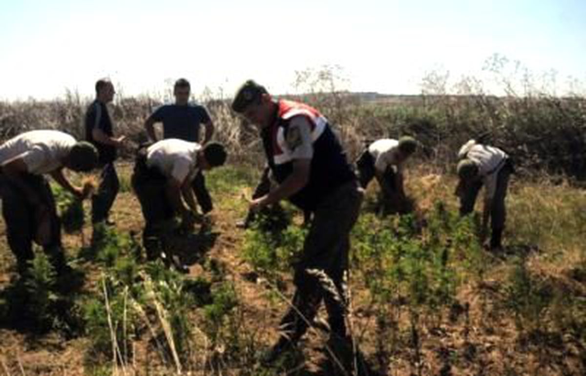 2 Bin 500 Kök Hint Keneviri İmha Edildi