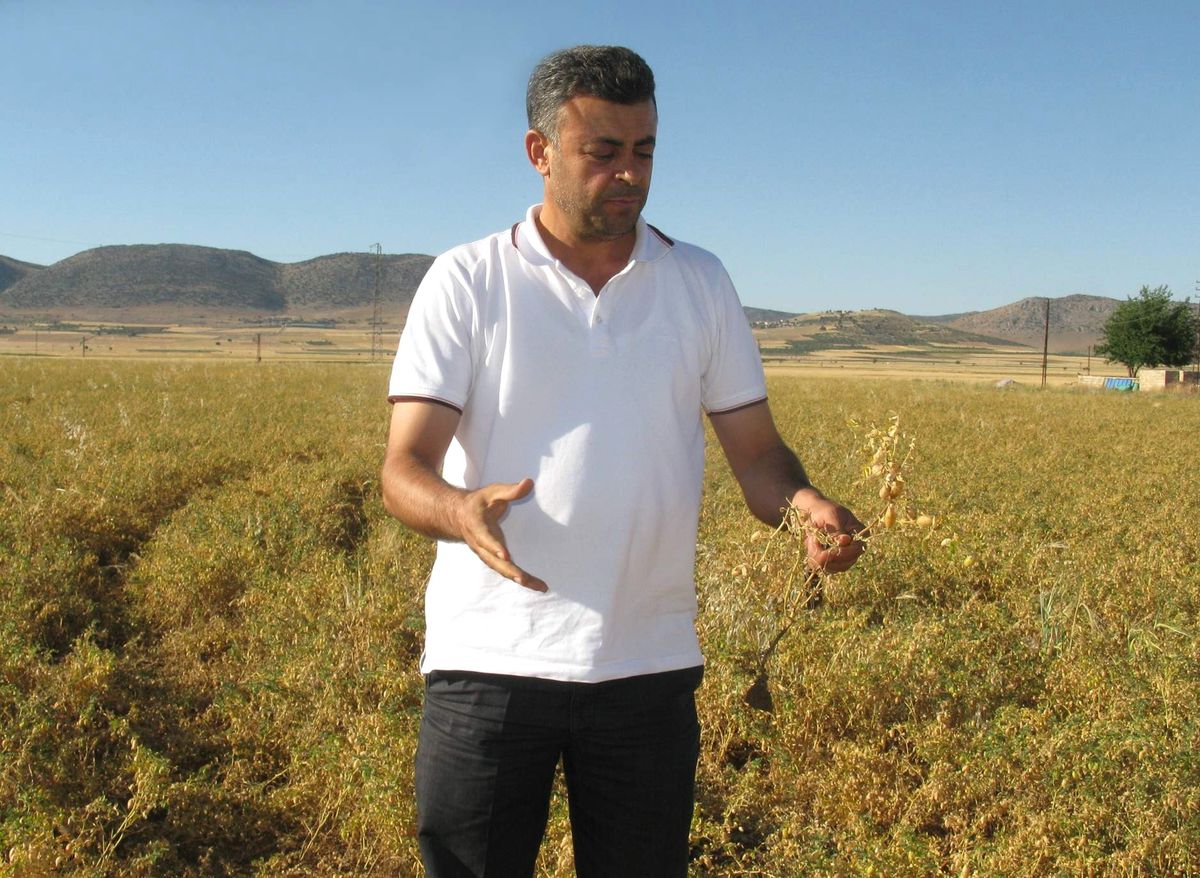 Araban Ovası'nda Antraknoz Mantar Hastalığı Nohut'ta Rekolte Kaybına Sebep Oldu