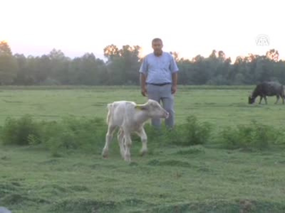 Beyaz Manda Yavrusu
