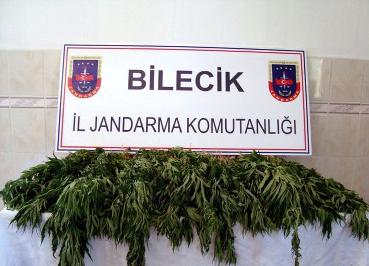 Bilecik Jandarmasından Kenevir Operasyonu