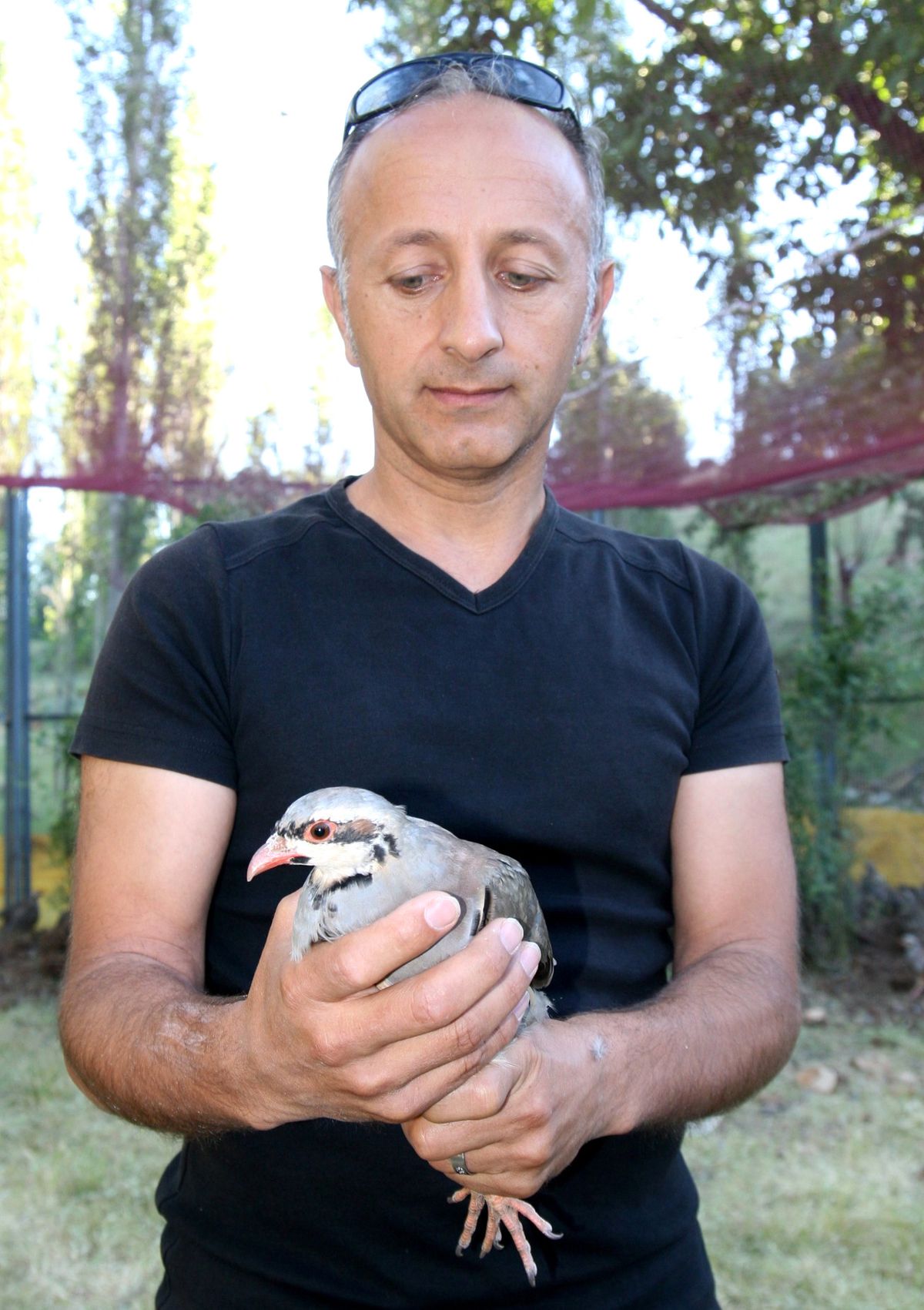 Doğa ve Milli Parklar Şube Müdürlüğü Yaban Hayatını Korumak İçin Doğaya Kınalı Keklik Bıraktı