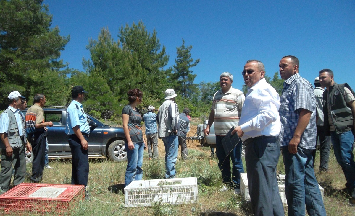 Göktepe Beldesinde 200 Keklik Doğaya Bırakıldı