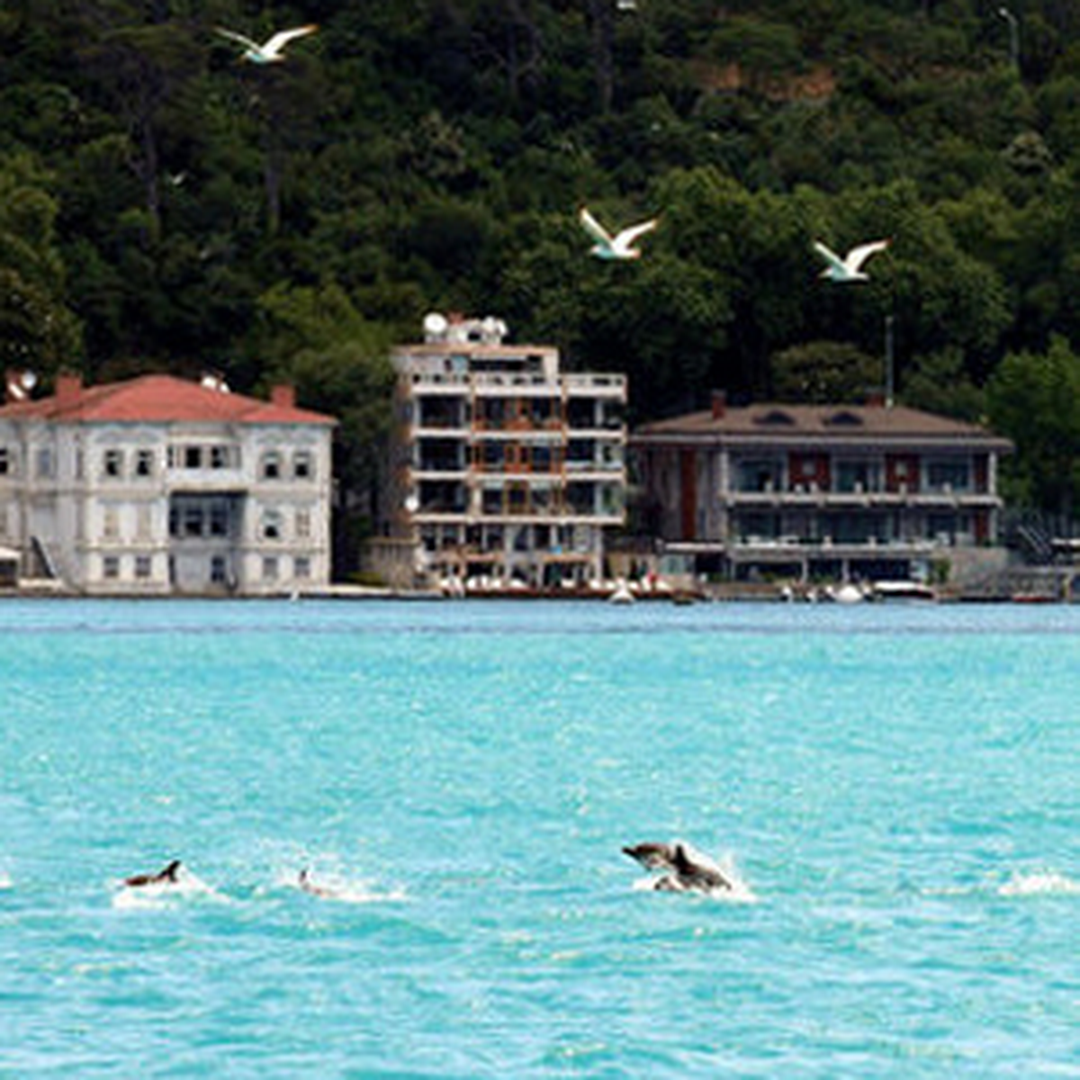 Boğaz\'da Heyecanlandıran Görüntü