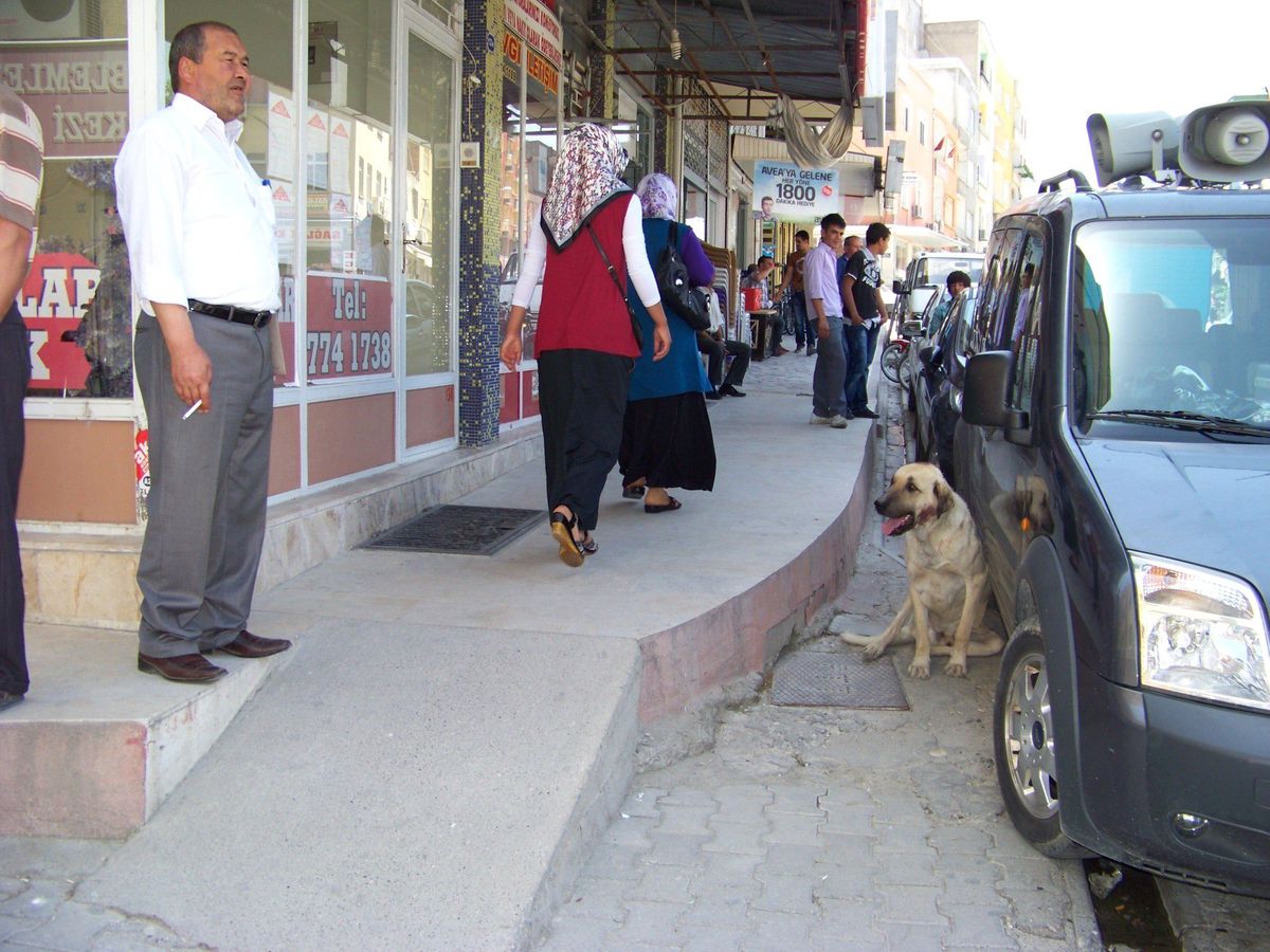 Mut\'ta Başıboş Köpekler Korku Saçıyor