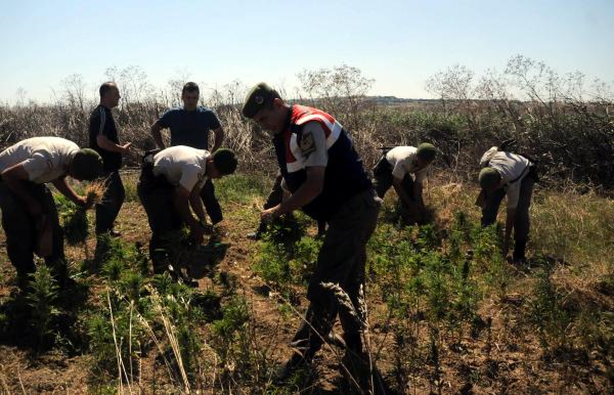 Tarlaya Ekili 2 Bin 500 Kök Hintkeneviri İmha Edildi