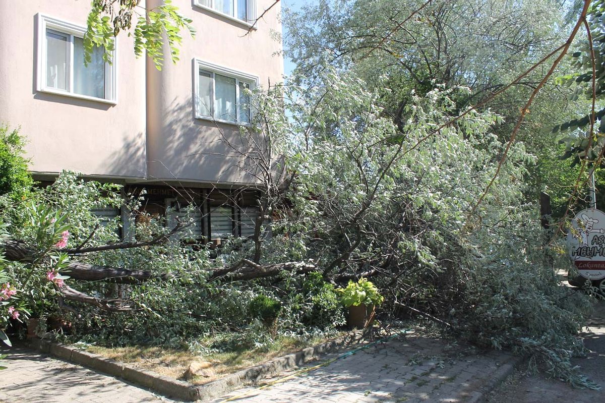 30 Yıllık Ağaç Rüzgara Yenildi
