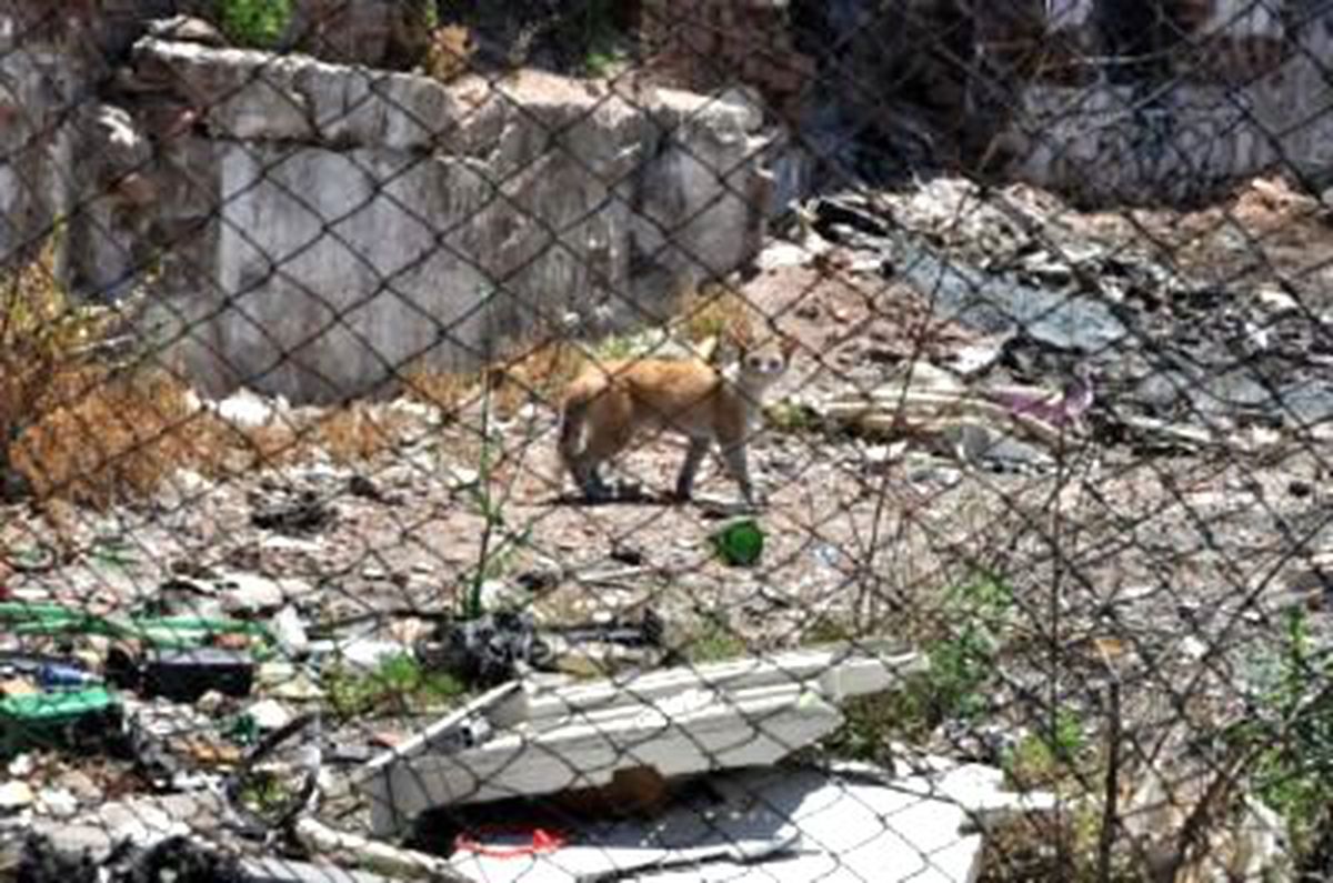Belediye Farelerle Mücadele İçin \'Kedi Timi\' Kurdu