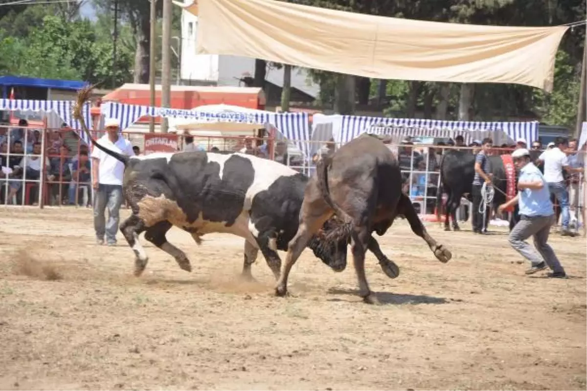 Nazilli\'deki Boğa Güreşinde Skandallar Zinciri
